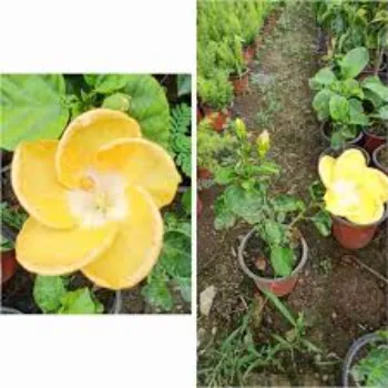 Hibiscus Hybrid Plant